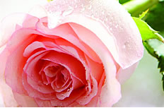 粉玫瑰花图片