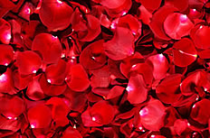 红玫瑰花瓣背景图片