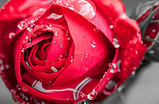 水滴红色玫瑰花图片
