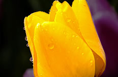 唯美的黄色郁金香图片