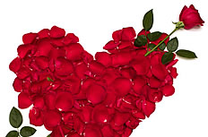 心形玫瑰花图片