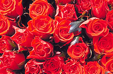 鲜艳的红玫瑰花图片