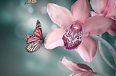 美丽的彩色蝴蝶图片
