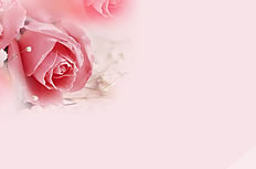 唯美粉色玫瑰花背景图片