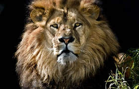 高清非洲狮子图片下载3876x4838像素