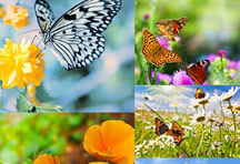 蝴蝶花高清图片素材