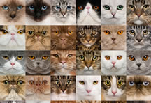 36张波斯猫高清图片打包下载