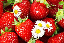 草莓水果高清图片素材大全