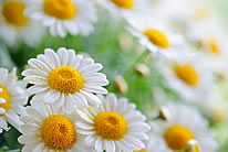 美丽的白色菊花图片素材