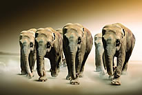 动物世界大象图片大全