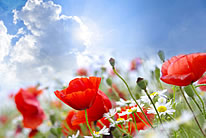 蓝天白云下的罂粟花图片素材