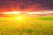 阳光照耀下的罂粟花田高清图片