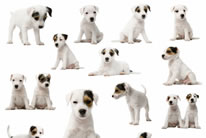 可爱白色小狗狗图片素材
