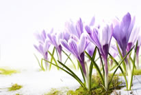 紫色水仙花的图片