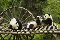 动物园熊猫图片
