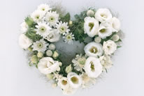 心形白菊花鲜花高清图片