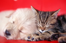 猫猫和狗狗睡一起高清图片