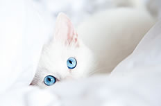 可爱宠物白色猫咪高清图片