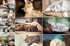 21张熟睡的可爱小猫图片打包下载