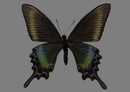 蝴蝶标本图片 191