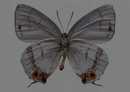 蝴蝶标本图片 灰色 181