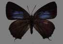 蝴蝶标本图片 182