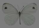 蝴蝶标本图片(白色)