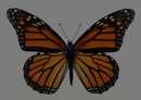 蝴蝶标本图片 177