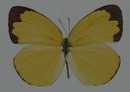 蝴蝶标本图片(土黄色)