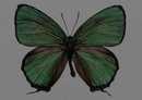 蝴蝶标本图片(绿色)