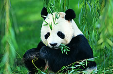 超萌大熊猫吃竹子高清图片