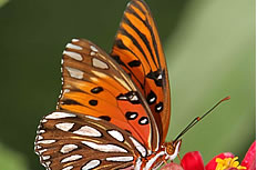 唯美的蝴蝶花卉图片素材