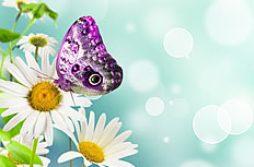 紫蝴蝶白雏菊图片素材